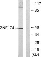 AW-1 Polyclonal Antibody