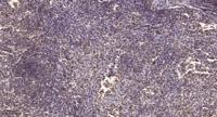 AW-1 Polyclonal Antibody