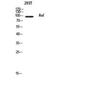 Axl Polyclonal Antibody
