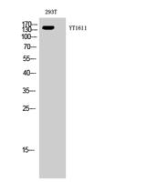 ErbB-3 Polyclonal Antibody