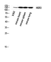 ErbB-3 Polyclonal Antibody