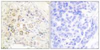 ErbB-3 Polyclonal Antibody