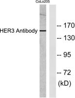 ErbB-3 Polyclonal Antibody