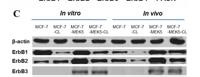 ErbB-3 Polyclonal Antibody