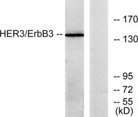 ErbB-3 Polyclonal Antibody