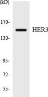 ErbB-3 Polyclonal Antibody