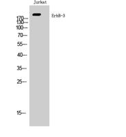 ErbB-3 Polyclonal Antibody
