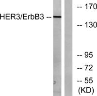 ErbB-3 Polyclonal Antibody
