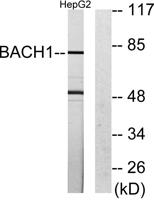 BACH1 Polyclonal Antibody