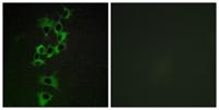 ErbB-4 Polyclonal Antibody