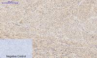 Bad Polyclonal Antibody