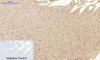 Bad Polyclonal Antibody