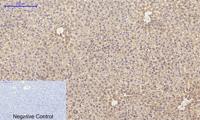 Bad Polyclonal Antibody