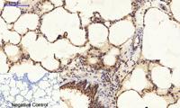 Bad Polyclonal Antibody
