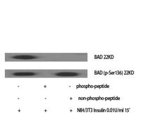 Bad Polyclonal Antibody