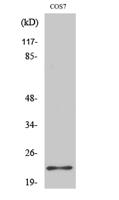 Bad Polyclonal Antibody