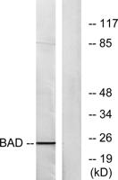 Bad Polyclonal Antibody