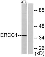 ERCC1 Polyclonal Antibody