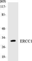 ERCC1 Polyclonal Antibody