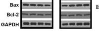 Bad Polyclonal Antibody