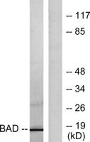 Bad Polyclonal Antibody