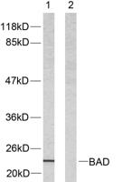 Bad Polyclonal Antibody