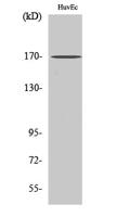BAF170 Polyclonal Antibody