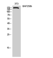 BAF250b Polyclonal Antibody