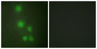 BAF53 Polyclonal Antibody