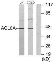 BAF53 Polyclonal Antibody