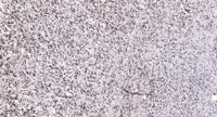 BAF53 Polyclonal Antibody