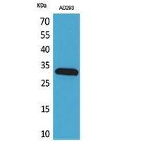 Bag-1 Polyclonal Antibody