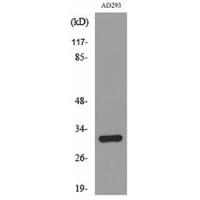 Bag-1 Polyclonal Antibody