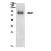 Bag-3 Polyclonal Antibody
