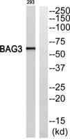 Bag-3 Polyclonal Antibody