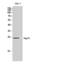 Pmp24 Polyclonal Antibody