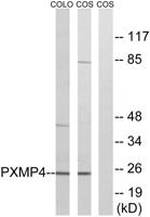 Pmp24 Polyclonal Antibody