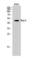 Bag-4 Polyclonal Antibody