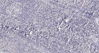 Bag-4 Polyclonal Antibody