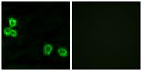 BAI-1 Polyclonal Antibody
