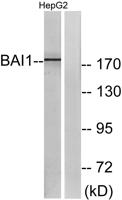 BAI-1 Polyclonal Antibody