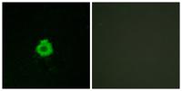 BAI-2 Polyclonal Antibody