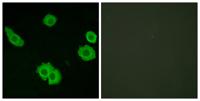 BAI-3 Polyclonal Antibody