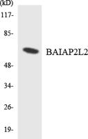 BAIAP2L2 Polyclonal Antibody