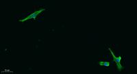 Bak Polyclonal Antibody