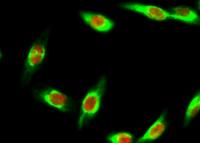 Bak Polyclonal Antibody