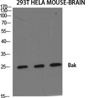 Bak Polyclonal Antibody