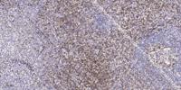 BAM32 Polyclonal Antibody