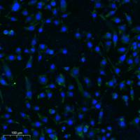 BAP31 Polyclonal Antibody
