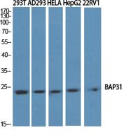 BAP31 Polyclonal Antibody